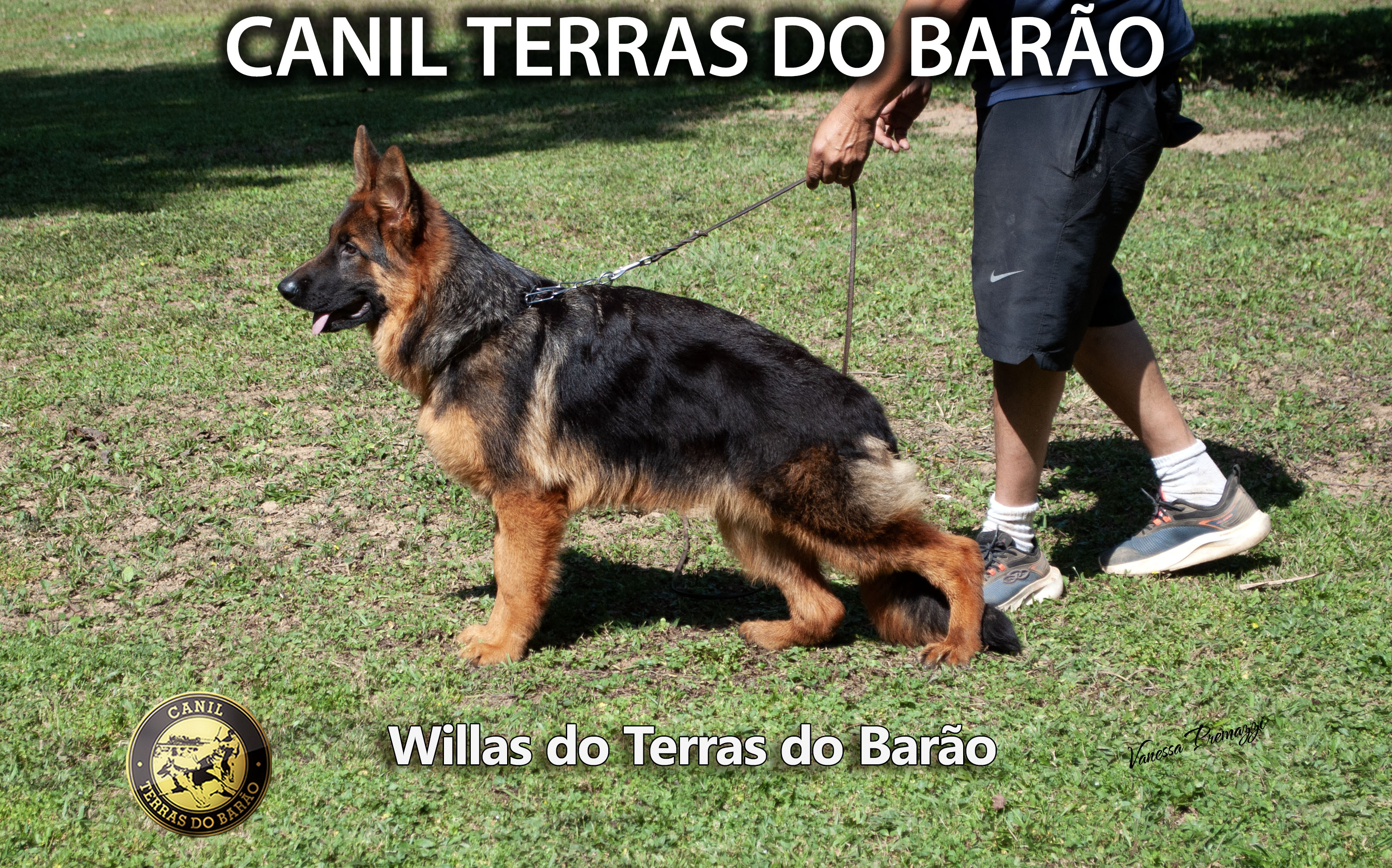 Willas.jpg