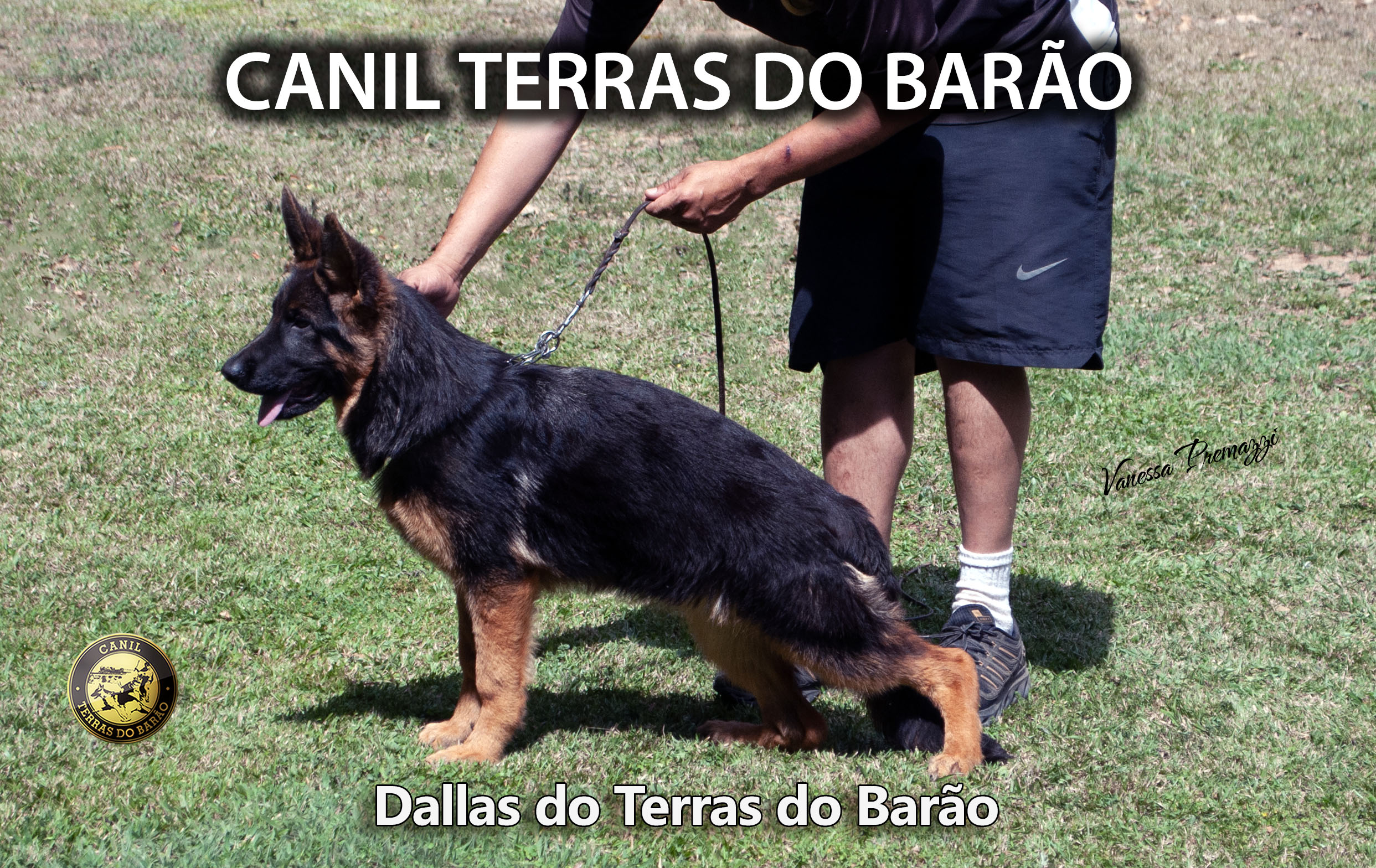 Dallas.jpg
