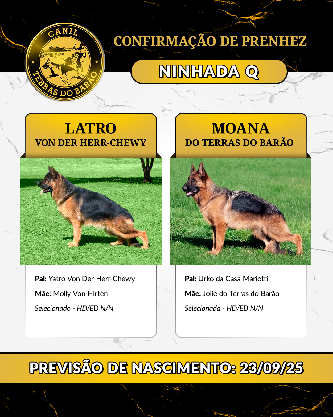 NINHADA_Q.png